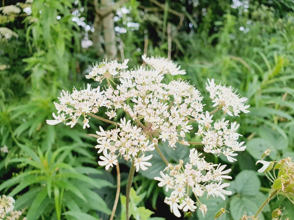 Wildflowers near The Hawthorne